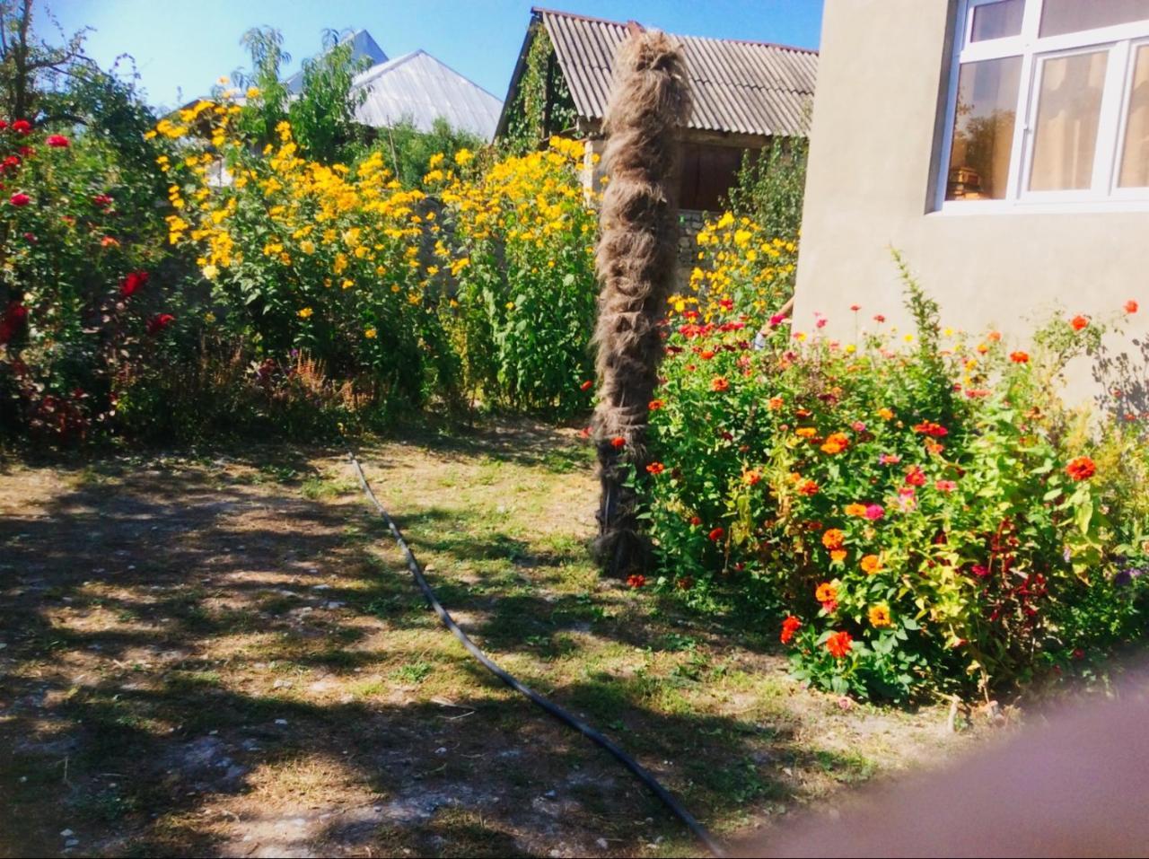 House On Ashiq Cuma Street 8 Bed & Breakfast Şǝki Eksteriør bilde