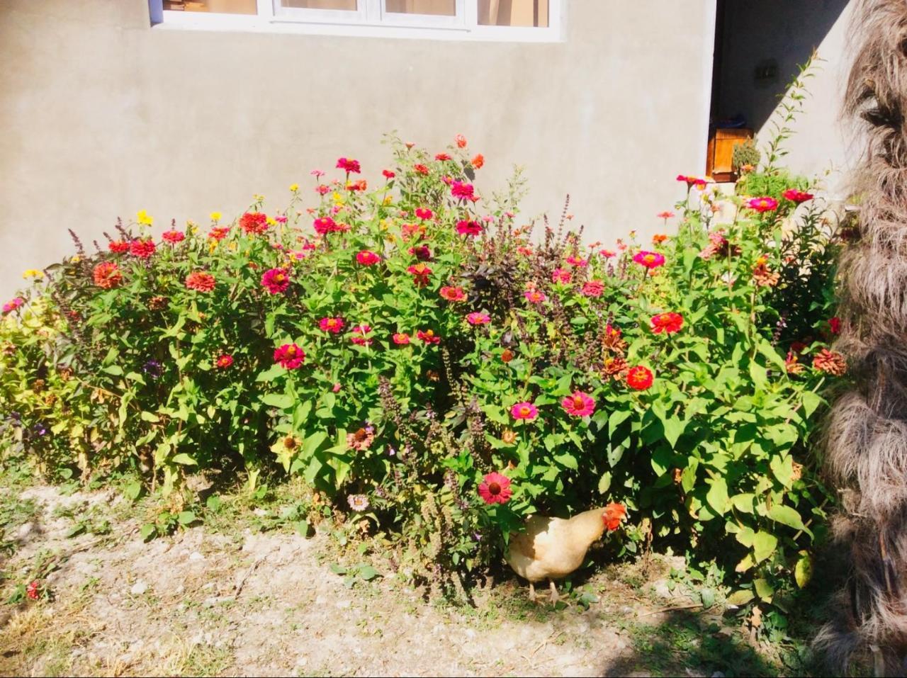 House On Ashiq Cuma Street 8 Bed & Breakfast Şǝki Eksteriør bilde